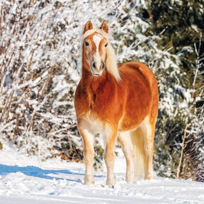 NOTIQUE Notitiekalender Paarden – Christiane Slawik 2025, 30 x 30 cm