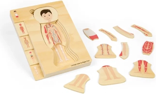 Wooden Layered Anatomy Puzzle – Boy BIGJIGS TOYS