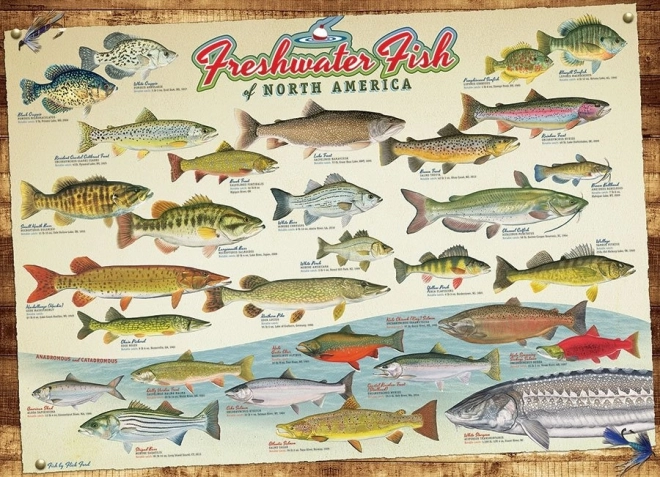 Puzzle COBBLE HILL – Poissons d’Amérique du Nord (1000 pièces)