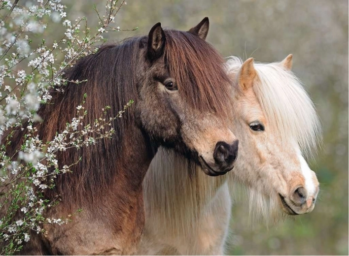 Ravensburger puzzel Perfect Ponies 150 stukjes