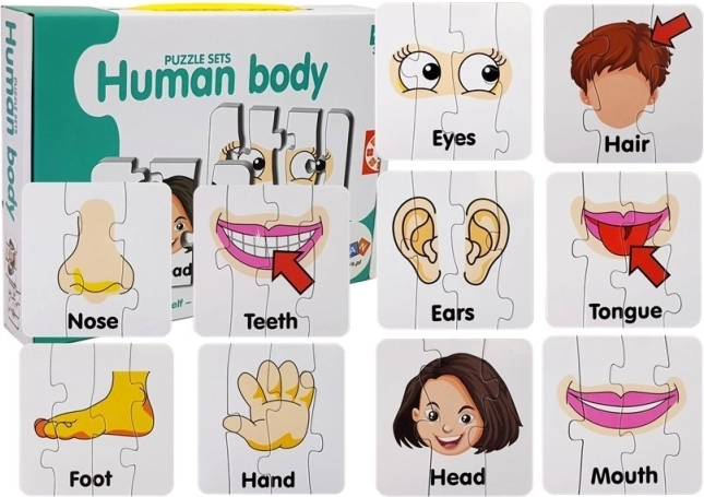 Educational Puzzle – Parts of the Human Body, 10 Pairs, English Vocabulary