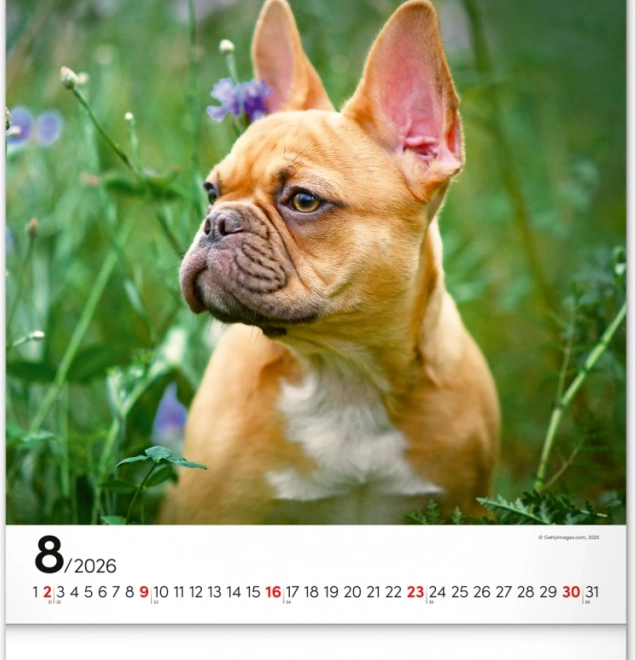 Calendrier mural Chiens 2026