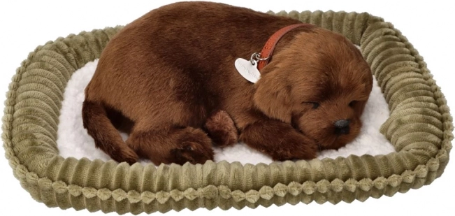 Plush Snoring Puppy – Chocolate Labrador on a Pet Bed