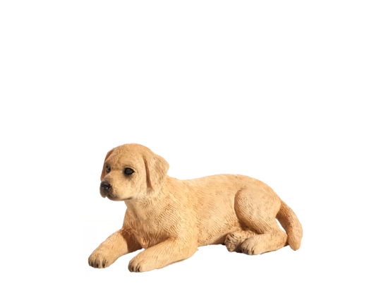 Mojo Labrador pup