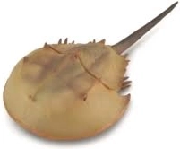 Collecta horseshoe crab – realistic animal model