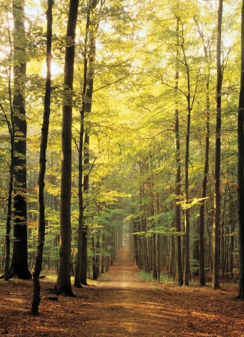 EUROGRAPHICS puzzle 1000 pièces – chemin forestier
