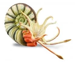 Collecta Pleuroceras – ammonite model
