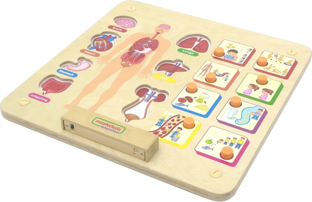 Educational Board of the Human Body Masterkidz Montessori
