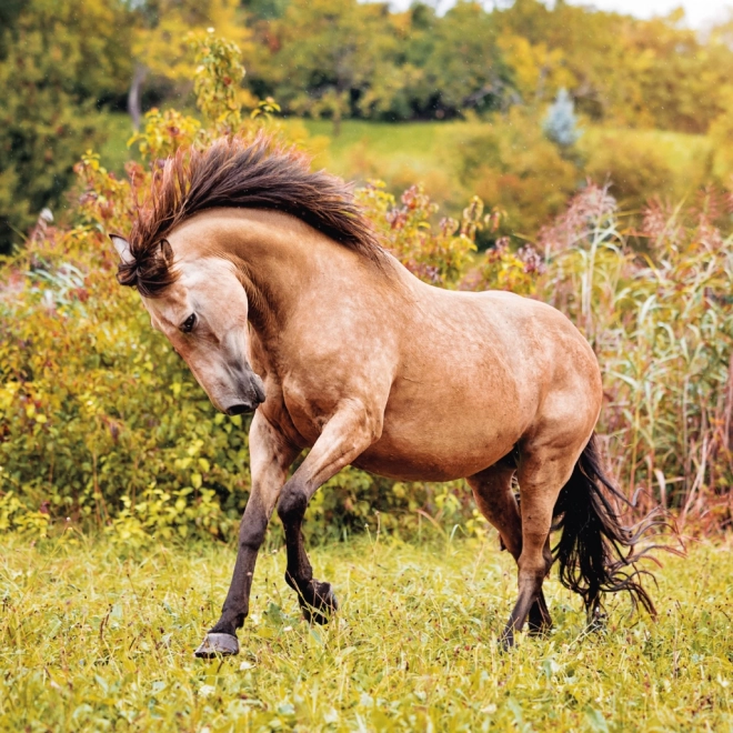NOTIQUE Notitiekalender Paarden – Christiane Slawik 2025, 30 x 30 cm