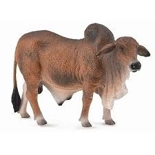 Rode Brahmaanse stier