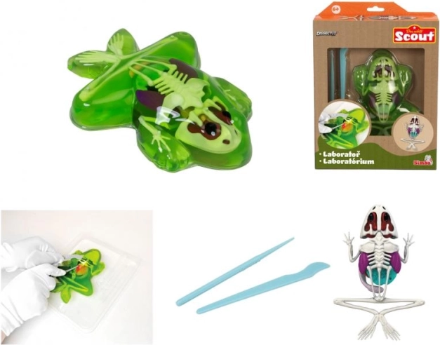 Ontdek de dissectie van een kikker – educatieve set met slijm