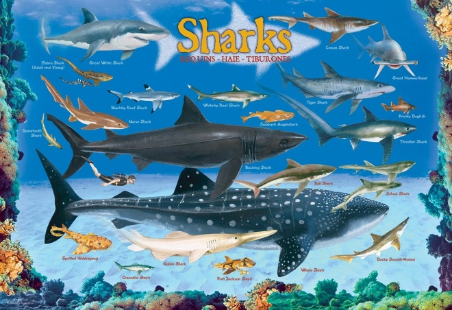 Puzzel Haaien 100 stukjes