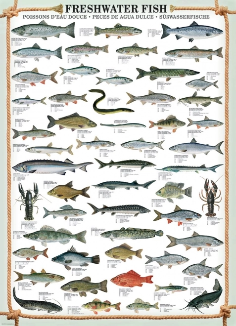 EUROGRAPHICS Puzzel Zoetwatervissen 1000 Stukjes