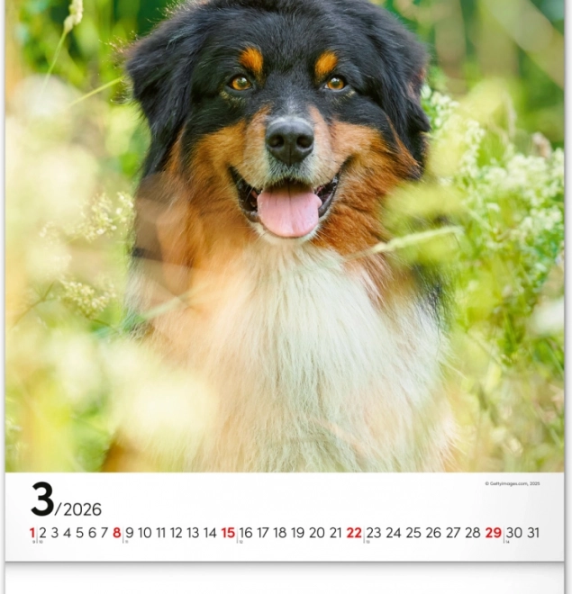 Calendrier mural Chiens 2026