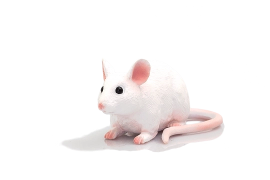 Mojo Muis