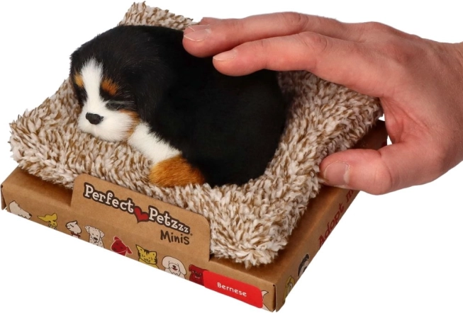 Perfect Petzzz small Bernese Mountain Dog on a bed