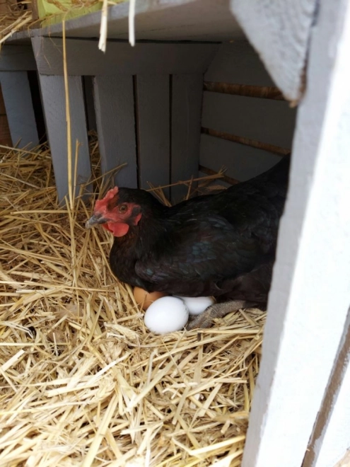 Houten eieren in een stempelbakje 6 stuks
