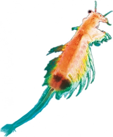 Lebendige Wissenschaft direkt zu Hause