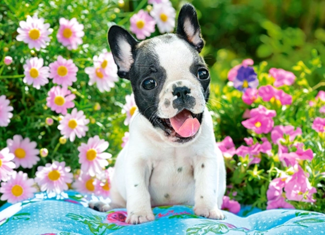 Puzzel 70 stukjes – puppy van een Franse bulldog