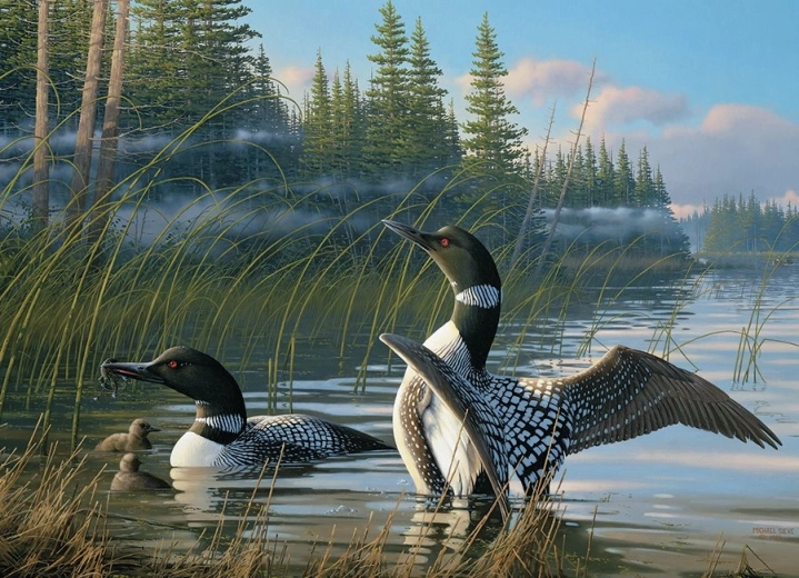 Unique loon motif in nature