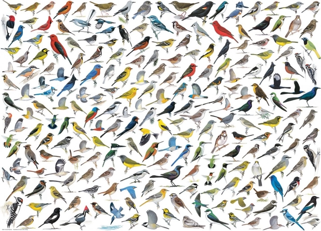Puzzle World of Birds 1000 pieces by EUROGRAPHICS