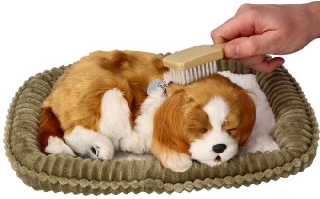Ademend Cavalier Puppy