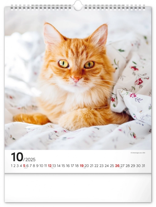 Wandkalender Katten 2025, 30 × 34 cm