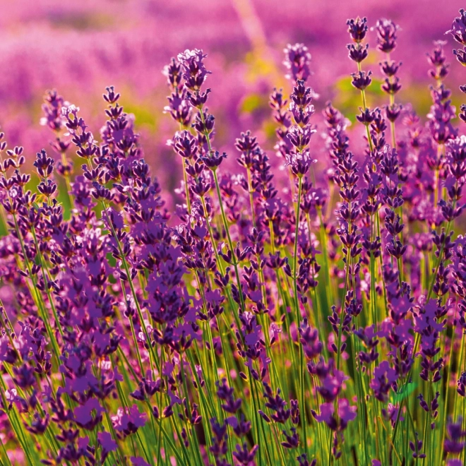 Notitie Kalender Provence 2026