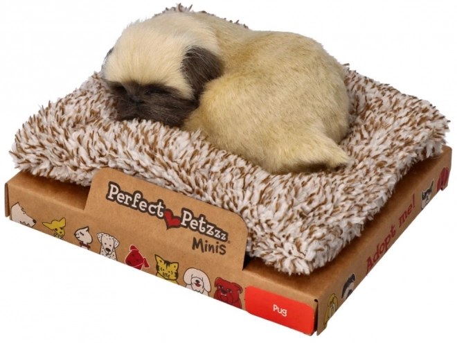 Kleiner Mops Welpe Perfect Petzzz