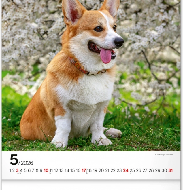 Calendrier mural Chiens 2026