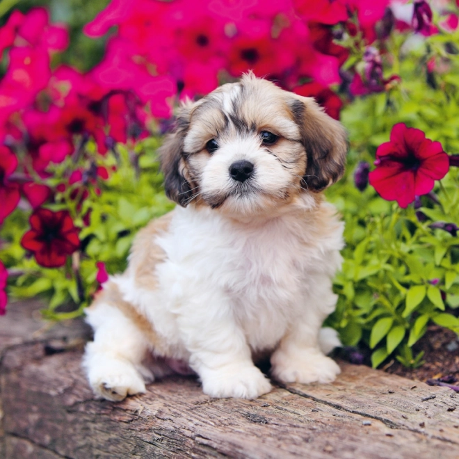 Notitiekalender Puppies 2025, 30 × 30 cm