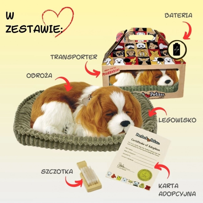 Ademend Cavalier Puppy