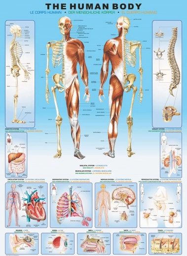 Puzzle EuroGraphics Corps humain 1000 pièces