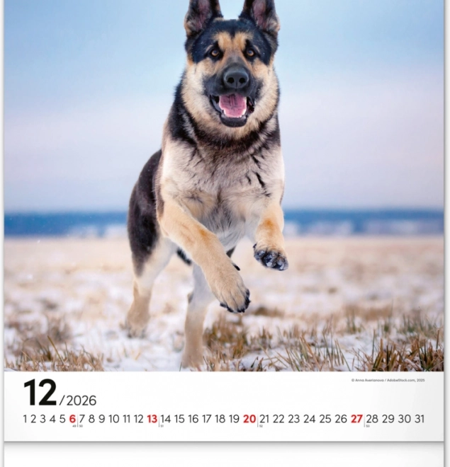 Calendrier mural Chiens 2026