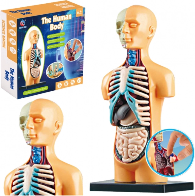 Human Body Anatomy Model for Education