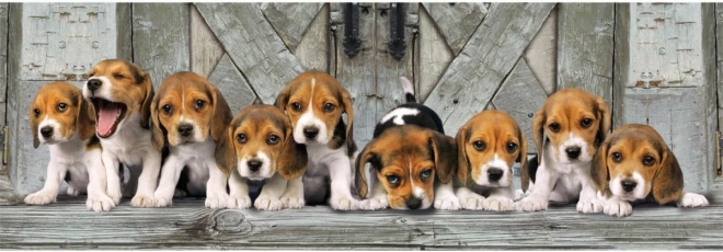 Puzzle 1000 pièces Compact Panorama Beagle