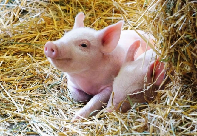 The charm of farm life