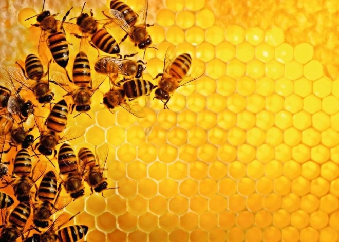 Puzzle 1000 Teile Natur - Bienen