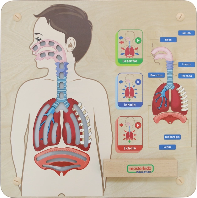 Wooden Educational Board Respiration by Masterkidz