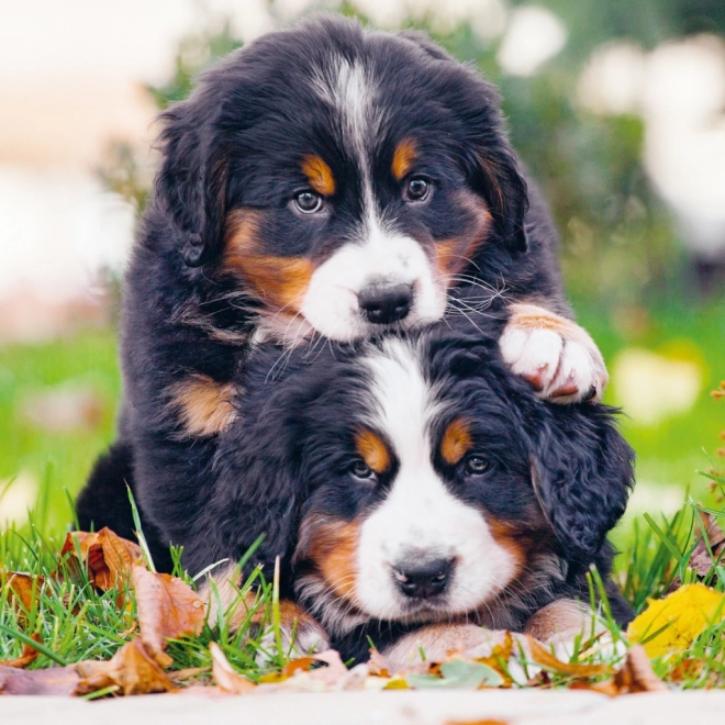 Notitiekalender Puppies 2025, 30 × 30 cm