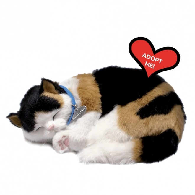 Adoptier mich dreifarbige Atemkatze