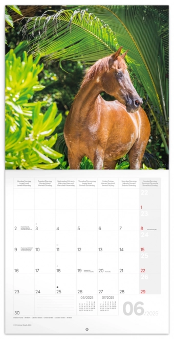 NOTIQUE Notitiekalender Paarden – Christiane Slawik 2025, 30 x 30 cm