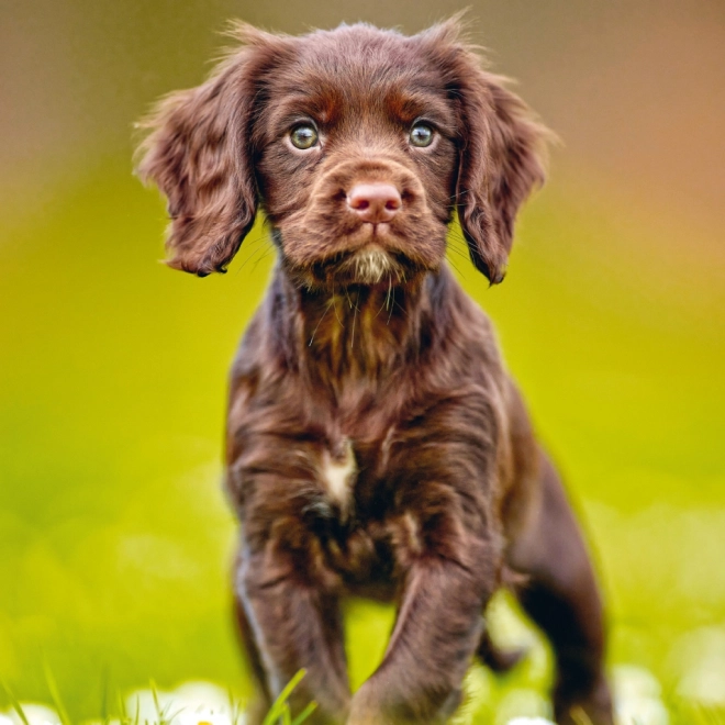 Notitiekalender Puppies 2025, 30 × 30 cm