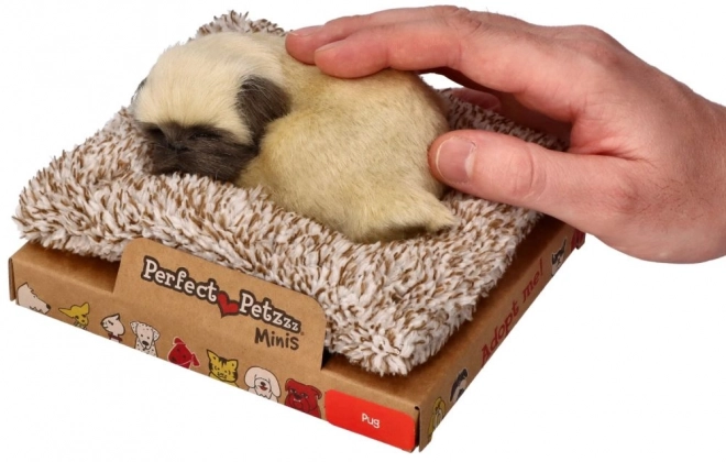 Kleiner Mops Welpe Perfect Petzzz