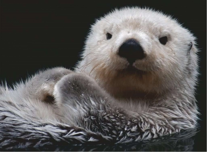 500 Piece Puzzle - Otter