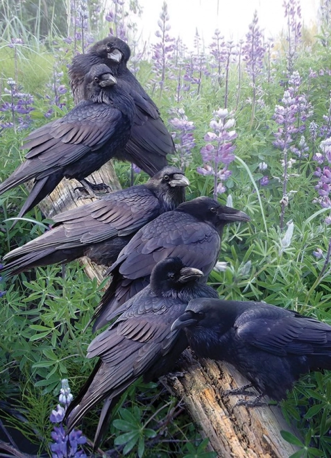 Cobble Hill Puzzle Gathering of Ravens 1000 Pieces