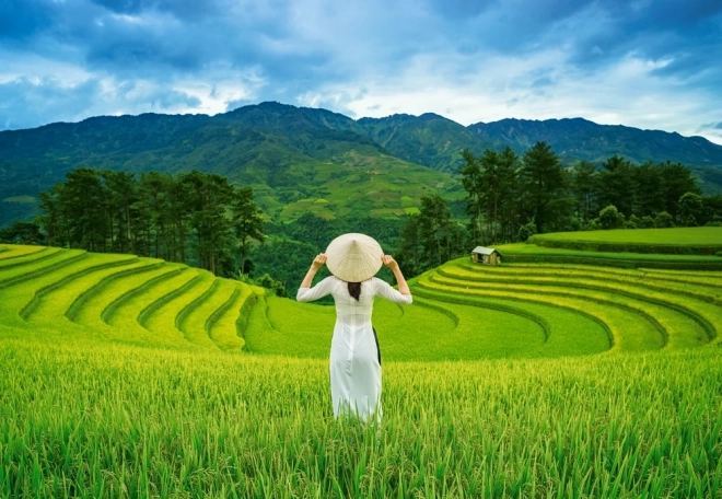Puzzel 1000 stukjes Rijstvelden in VIETNAM