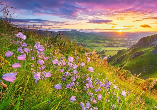 Puzzel Harebells bij Zonsopgang 500 stukjes