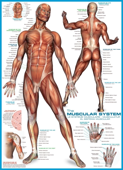 Eurographics puzzle Système musculaire 1000 pièces