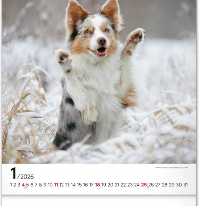 Calendrier mural Chiens 2026